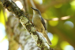 Randia pseudozosterops