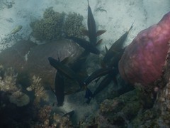 Acanthurus dussumieri