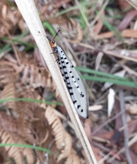 Myrmeleon erythrocephalus