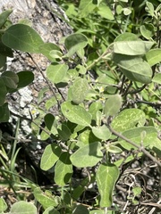 Solanum catombelense