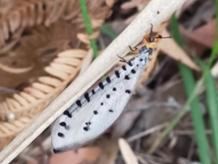 Myrmeleon erythrocephalus