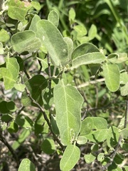Solanum catombelense