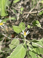 Solanum catombelense