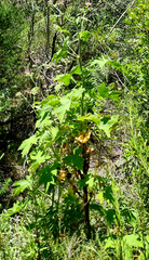Pelargonium hispidum