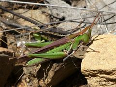 Froggattina australis