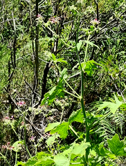 Pelargonium hispidum