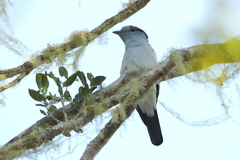 Leptosomus discolor