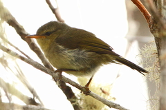 Cryptosylvicola randrianasoloi