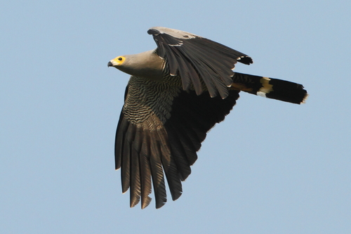 Madagascar Harrier-Hawk
