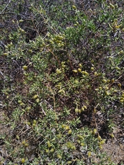 Nitraria billardierei