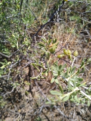 Nitraria billardierei