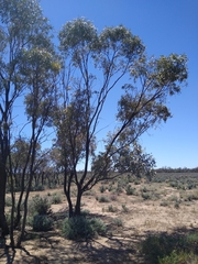 Eucalyptus largiflorens