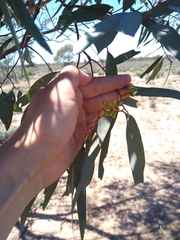 Eucalyptus largiflorens