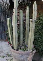 Lophocereus