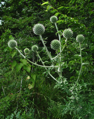 Echinops ossicus