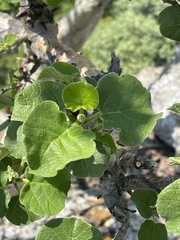 Ficus tettensis