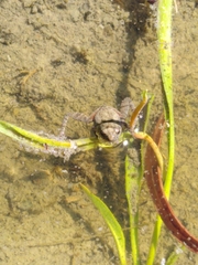 Crinia parinsignifera
