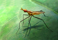 Telostylinus lineolatus