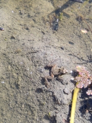 Crinia parinsignifera