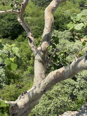 Ficus tettensis