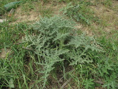 Echinops dagestanicus