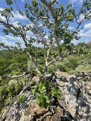 Ficus tettensis