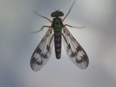 Heteropsilopus ingenuus