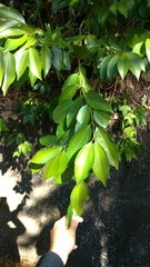 Cinnamomum osmophloeum