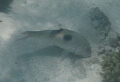 Parupeneus pleurostigma