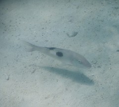 Parupeneus pleurostigma