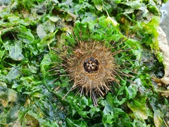 Temnopleurus toreumaticus