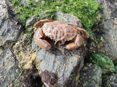 Myomenippe hardwickii