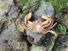 Myomenippe hardwickii