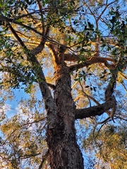 Eucalyptus nova-anglica