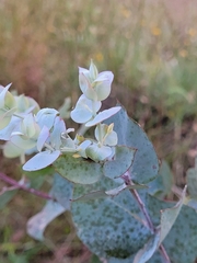 Eucalyptus nova-anglica
