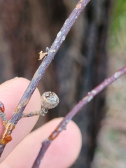 Eucalyptus nova-anglica