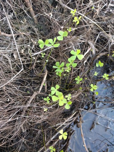 Villous Waterclover (Marsilea villosa)