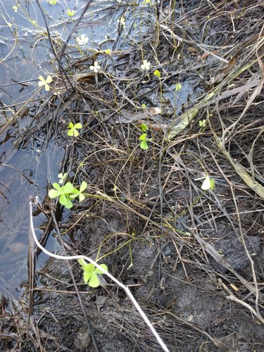 Marsilea villosa, photograph 2