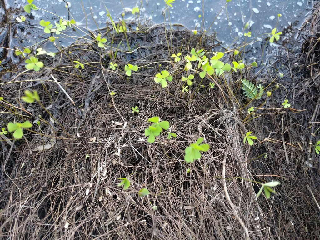 Marsilea villosa; photograph (c) Kevin Faccenda, some rights reserved (CC BY)