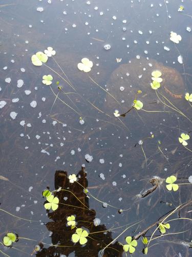 Marsilea villosa, photograph 4