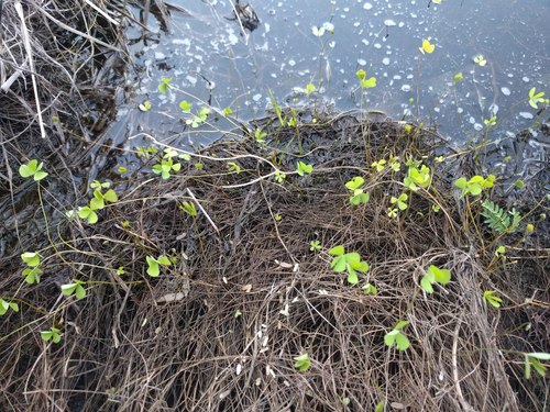 Marsilea villosa, photograph 5
