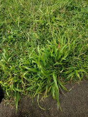 Paspalum fimbriatum