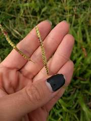 Paspalum fimbriatum