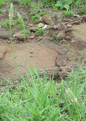 Albuca virens image