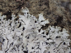 Hypogymnia lugubris