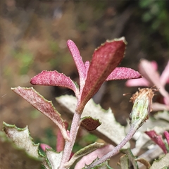 Olearia erubescens