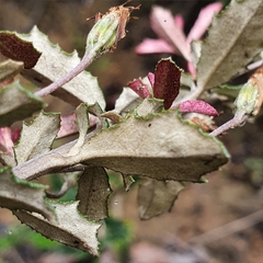 Olearia erubescens