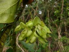 Mucuna gigantea