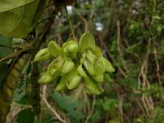 Mucuna gigantea