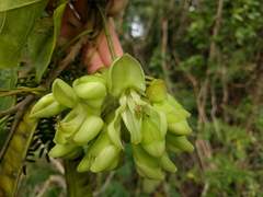 Mucuna gigantea